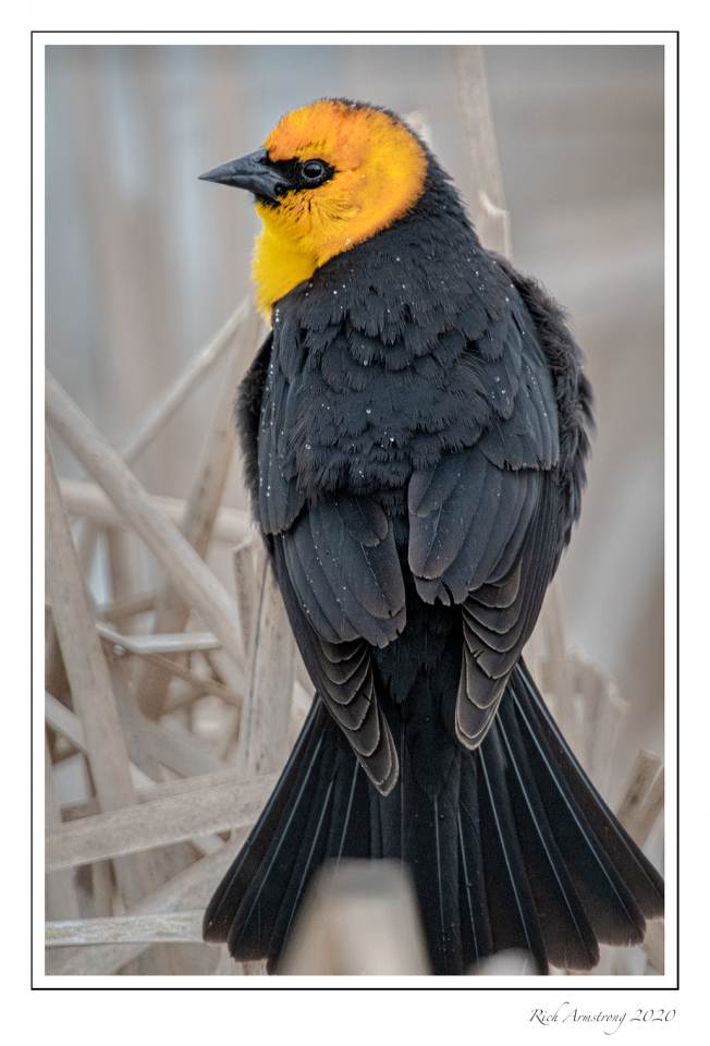 yellow-headed blackbird 3e copy.jpg